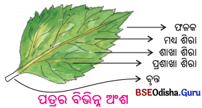 BSE Odisha 6th Class Science Solutions Chapter 9 ଉଭିଦର ବିଭିନ୍ନ ଅଂଶର ଗଠନ ଓ କାର୍ଯ୍ୟ - 12