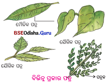 BSE Odisha 6th Class Science Solutions Chapter 9 ଉଭିଦର ବିଭିନ୍ନ ଅଂଶର ଗଠନ ଓ କାର୍ଯ୍ୟ - 13