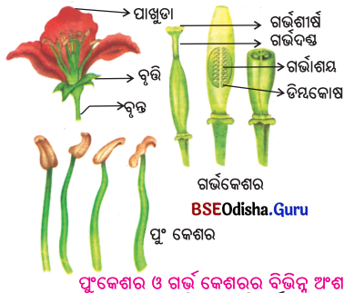 BSE Odisha 6th Class Science Solutions Chapter 9 ଉଭିଦର ବିଭିନ୍ନ ଅଂଶର ଗଠନ ଓ କାର୍ଯ୍ୟ - 15