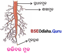 BSE Odisha 6th Class Science Solutions Chapter 9 ଉଭିଦର ବିଭିନ୍ନ ଅଂଶର ଗଠନ ଓ କାର୍ଯ୍ୟ - 2