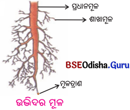 BSE Odisha 6th Class Science Solutions Chapter 9 ଉଭିଦର ବିଭିନ୍ନ ଅଂଶର ଗଠନ ଓ କାର୍ଯ୍ୟ - 4