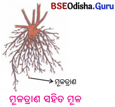 BSE Odisha 6th Class Science Solutions Chapter 9 ଉଭିଦର ବିଭିନ୍ନ ଅଂଶର ଗଠନ ଓ କାର୍ଯ୍ୟ - 5
