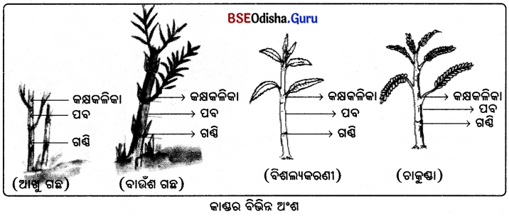 BSE Odisha 6th Class Science Solutions Chapter 9 ଉଭିଦର ବିଭିନ୍ନ ଅଂଶର ଗଠନ ଓ କାର୍ଯ୍ୟ - 7