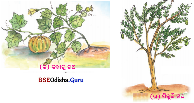 BSE Odisha 6th Class Science Solutions Chapter 9 ଉଭିଦର ବିଭିନ୍ନ ଅଂଶର ଗଠନ ଓ କାର୍ଯ୍ୟ - 8