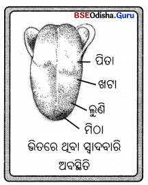 BSE Odisha 7th Class Science Important Questions Chapter 5 Img 2