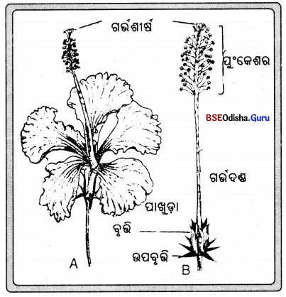BSE Odisha 7th Class Science Solutions Chapter 10 Img 1