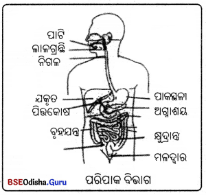 BSE Odisha 7th Class Science Solutions Chapter 4 Img 5