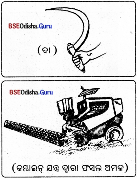 BSE Odisha 8th Class Science Notes Chapter 1 ଶସ୍ୟ ଉତ୍ପାଦନ ଓ ପରିଚାଳନା - 7