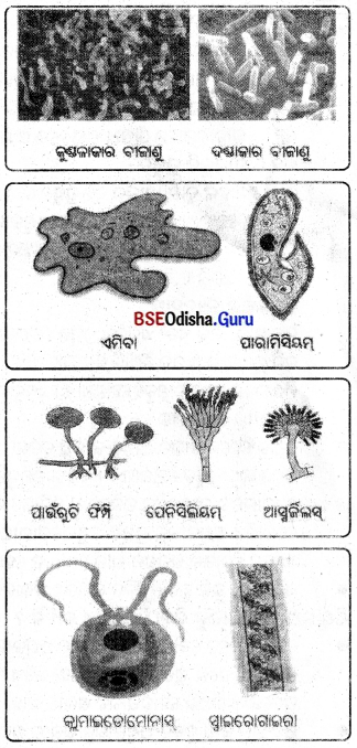 BSE Odisha 8th Class Science Notes Chapter 2 ଅଣୁଜୀବ ଉପକାରୀ ଓ ଅପକାରୀ 1