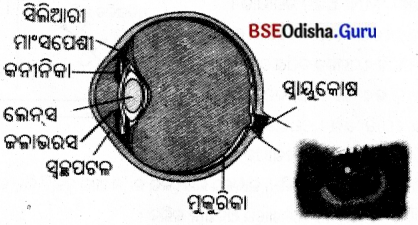 BSE Odisha 8th Class Science Solutions Chapter 16 ଆଲୋକ 2