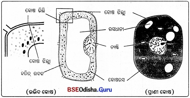 BSE Odisha 8th Class Science Solutions Chapter 8 କୋଷ – ଗଠନ ଓ କାର୍ଯ୍ୟ 1