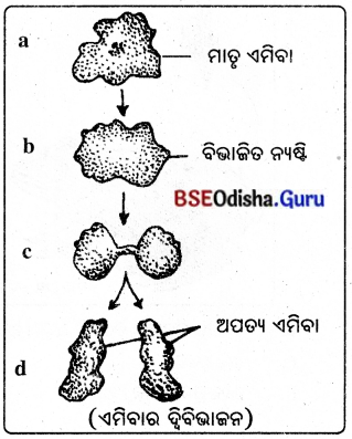 BSE Odisha 8th Class Science Solutions Chapter 9 ପ୍ରାଣୀଙ୍କ ପ୍ରଜନନ 2