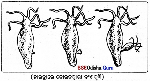 BSE Odisha 8th Class Science Solutions Chapter 9 ପ୍ରାଣୀଙ୍କ ପ୍ରଜନନ 3