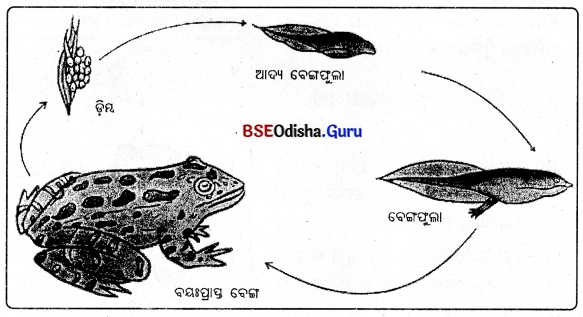 BSE Odisha 8th Class Science Solutions Chapter 9 ପ୍ରାଣୀଙ୍କ ପ୍ରଜନନ 4