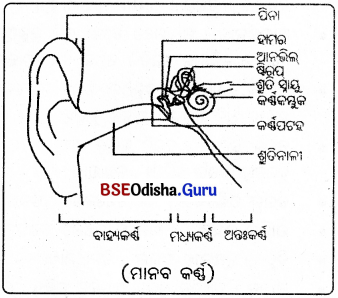 BSE Odisha 9th Class Physical Science Notes Chapter 9 ଧ୍ଵନି - 14