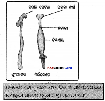 BSE Odisha Class 7 Science Solutions Chapter 10 Img 1
