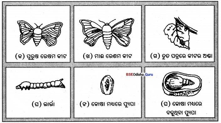 BSE Odisha Class 7 Science Solutions Chapter 3 Img 7