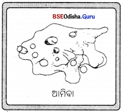 BSE Odisha Class 7 Science Solutions Chapter 5 Img 11