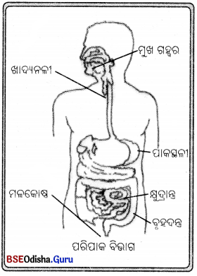 BSE Odisha Class 7 Science Solutions Chapter 5 Img 4