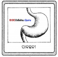 BSE Odisha Class 7 Science Solutions Chapter 5 Img 7