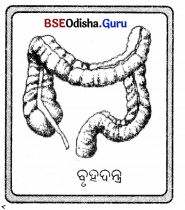 BSE Odisha Class 7 Science Solutions Chapter 5 Img 9