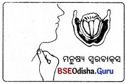 BSE Odisha 8th Class Science Notes Chapter 13 ଧ୍ୱନି 3