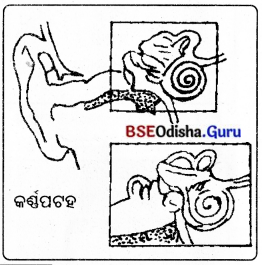 BSE Odisha 8th Class Science Notes Chapter 13 ଧ୍ୱନି 4