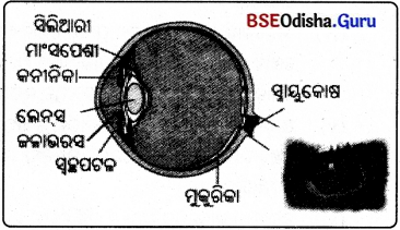 BSE Odisha 8th Class Science Notes Chapter 16 ଆଲୋକ - 7