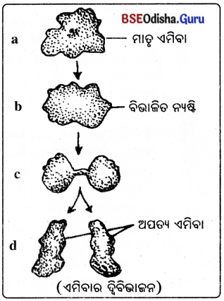 BSE Odisha 8th Class Science Notes Chapter 9 ପ୍ରାଣୀଙ୍କ ପ୍ରଜନନ 2