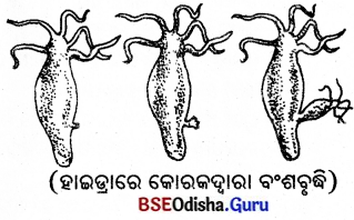 BSE Odisha 8th Class Science Notes Chapter 9 ପ୍ରାଣୀଙ୍କ ପ୍ରଜନନ 3