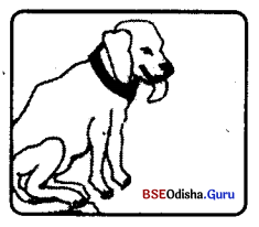 BSE Odisha 9th Class English Grammar Solutions Chapter 1 Parts of a Sentence 1