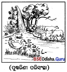 BSE Odisha 7th Class Geography Solutions Chapter 1.1 ଆମ ପରିବେଶ 3