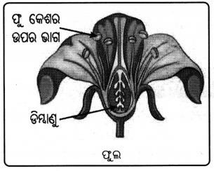 Class 8 Science Chapter 13 Question Answer Odia Medium ଆମ ପୃଥିବୀ ଜୀବନଧାରଣକାରୀ ଏକ ଅନ୍ୟନ୍ୟ ଗ୍ରହ 1
