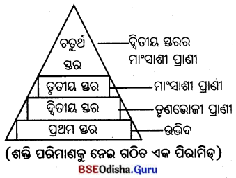BSE Odisha 7th Class Geography Solutions Chapter 4 ଜୈବମଣ୍ଡଳ 11