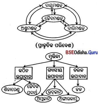 BSE Odisha 7th Class Geography Solutions Chapter 4 ଜୈବମଣ୍ଡଳ 2