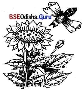 BSE Odisha 7th Class Hindi Solutions Chapter 6 सीखो (कविता) 3