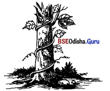 BSE Odisha 7th Class Hindi Solutions Chapter 6 सीखो (कविता) 4