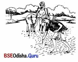 BSE Odisha 7th Class Sanskrit Solutions Chapter 1 ‘ର’ କାରାନ୍ତପୁଲିଙ୍ଗଃ 12