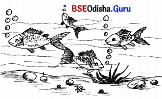 BSE Odisha 7th Class Sanskrit Solutions Chapter 16 ସପ୍ତମୀବିଭକ୍ତିପ୍ରୟୋଗଃ 10