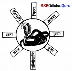 BSE Odisha 7th Class Sanskrit Solutions Chapter 16 ସପ୍ତମୀବିଭକ୍ତିପ୍ରୟୋଗଃ 3