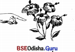 BSE Odisha 7th Class Sanskrit Solutions Chapter 17 ଆତ୍ମ-ନ-ବା ପ୍ରୟୋଗଃ 13