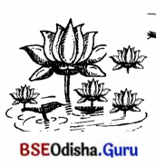 BSE Odisha 7th Class Sanskrit Solutions Chapter 17 ଆତ୍ମ-ନ-ବା ପ୍ରୟୋଗଃ 14