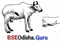 BSE Odisha 7th Class Sanskrit Solutions Chapter 17 ଆତ୍ମ-ନ-ବା ପ୍ରୟୋଗଃ 6