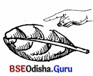 BSE Odisha 7th Class Sanskrit Solutions Chapter 17 ଆତ୍ମ-ନ-ବା ପ୍ରୟୋଗଃ 8