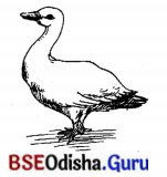 BSE Odisha 7th Class Sanskrit Solutions Chapter 2 ‘ଇ’ କାରାନ୍ତସ୍ତୀଲିଙ୍ଗଃ 12
