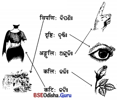 BSE Odisha 7th Class Sanskrit Solutions Chapter 2 ‘ଇ’ କାରାନ୍ତସ୍ତୀଲିଙ୍ଗଃ 15