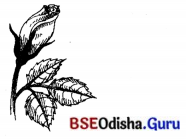 BSE Odisha 7th Class Sanskrit Solutions Chapter 2 ‘ଇ’ କାରାନ୍ତସ୍ତୀଲିଙ୍ଗଃ 3
