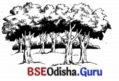 BSE Odisha 7th Class Sanskrit Solutions Chapter 21 ଶିଶୁଗୀତମ ଭାରତଭକ୍ତାଃ 12