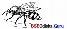 BSE Odisha 7th Class Sanskrit Solutions Chapter 21 ଶିଶୁଗୀତମ ଭାରତଭକ୍ତାଃ 4