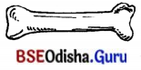 BSE Odisha 7th Class Sanskrit Solutions Chapter 4 ‘ଇ’ କାରାନ୍ତନପୁଂସକଲିଙ୍ଗଃ 2